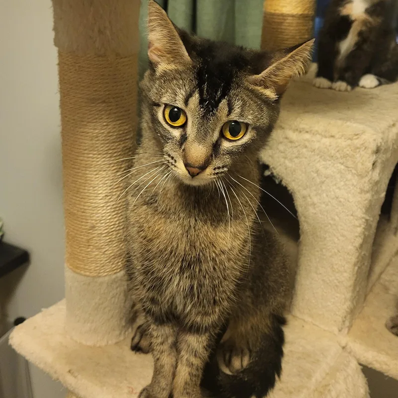 A young medium-sized female Black Domestic Short Hair cat named Bluebell Starkey for adoption in Morrison, CO