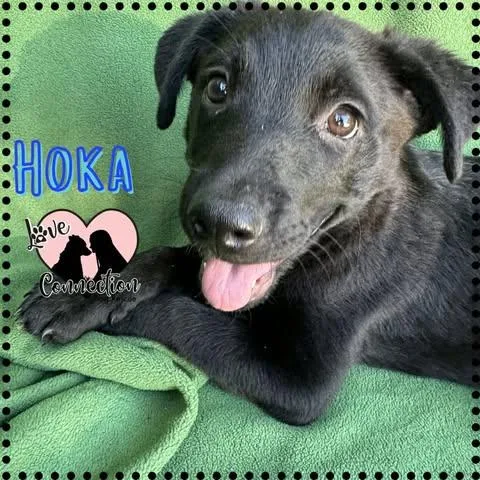 Hoka