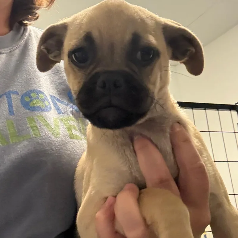 A baby small-sized female Yellow / Tan / Blond / Fawn Mixed Breed dog named Harriet for adoption in Houston, TX