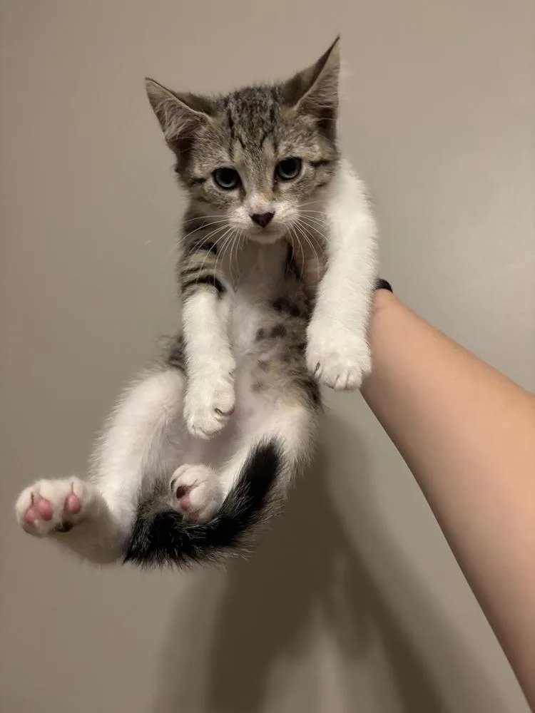 A baby medium-sized female Domestic Short Hair cat named Whisp for adoption in Salisbury, NC