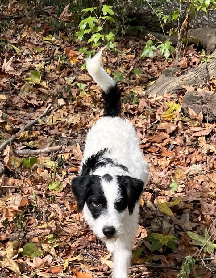A baby medium-sized male Poodle dog named Spock for adoption in Medfield, MA