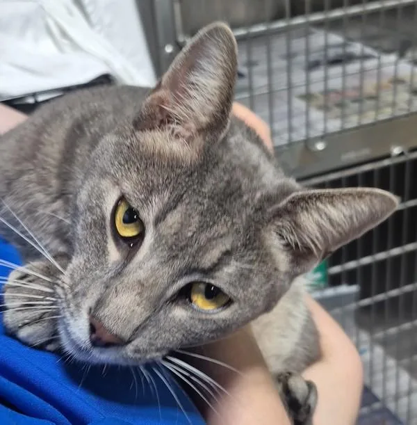 An adult small-sized female Domestic Short Hair cat named Liora for adoption in Dallas, GA