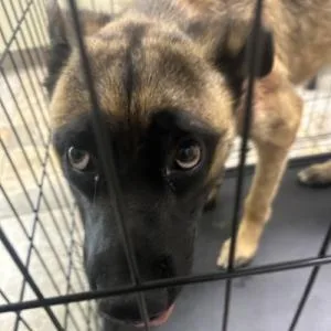 A young medium-sized male Yellow / Tan / Blond / Fawn German Shepherd Dog dog named Aldo for adoption in Chattanooga, TN