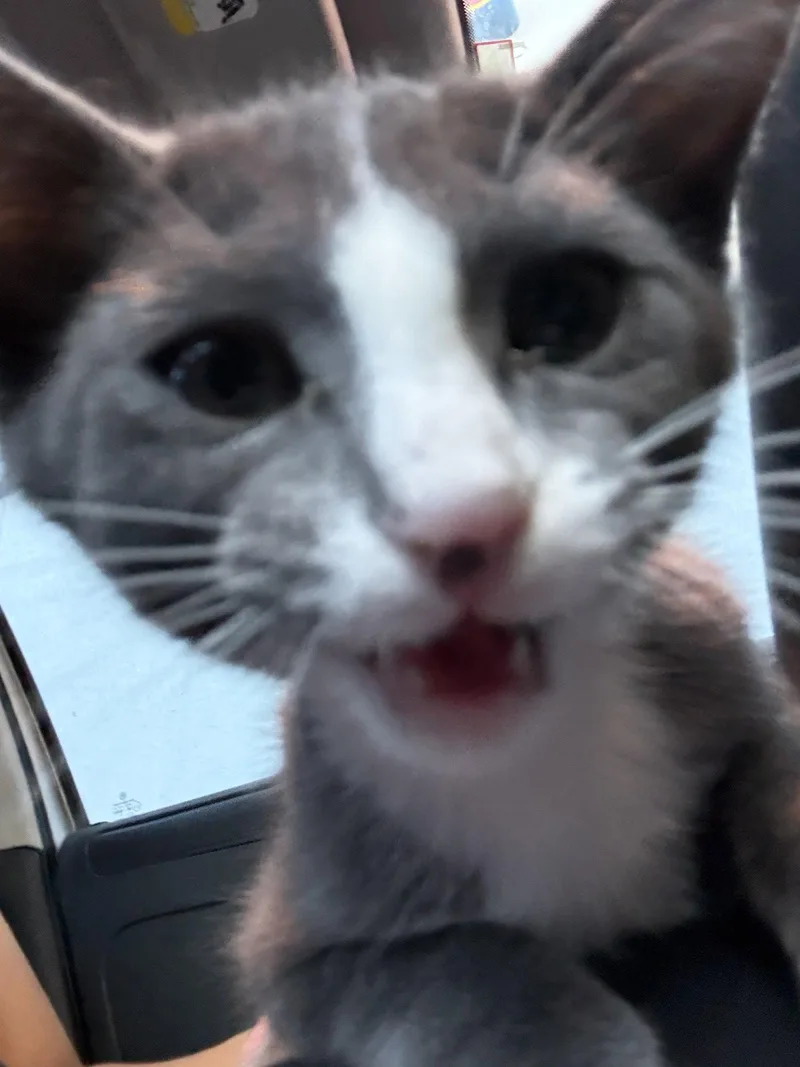 A baby medium-sized male Gray & White Domestic Short Hair cat named Calyx for adoption in Glendale, AZ