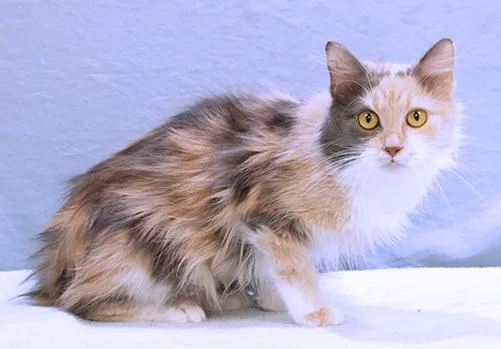 Delilah