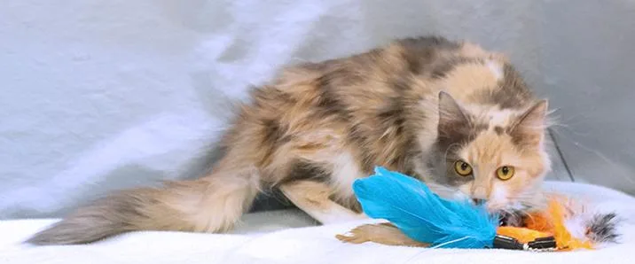Delilah thumbnail 6