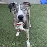 A young large-sized male Mixed Breed dog named Soldier for adoption in Hilliard, OH