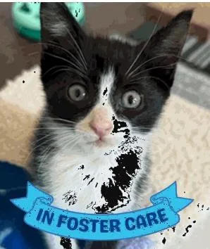 A baby small-sized male Domestic Short Hair cat named Catman for adoption in Largo, FL