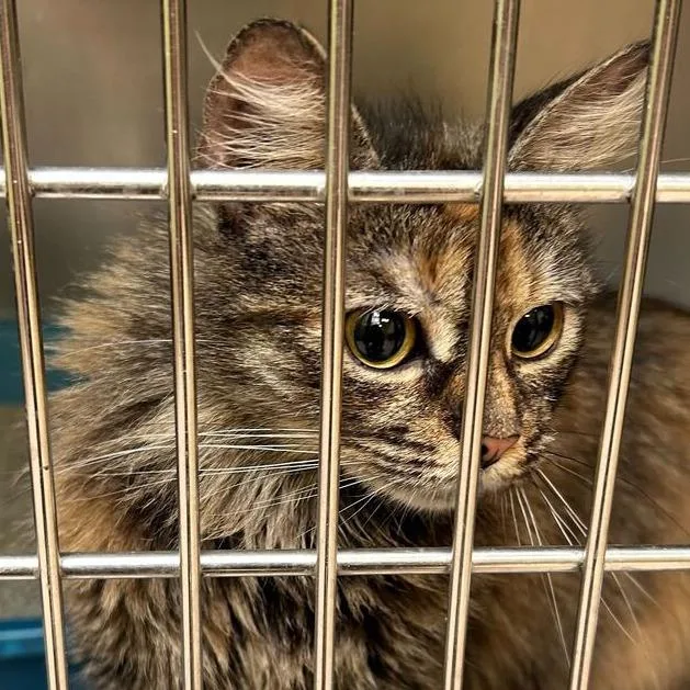 A young small-sized female Brown / Chocolate Domestic Long Hair cat named Callie for adoption in Perkiomenville, PA