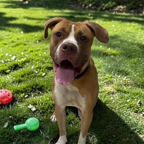 An adult medium-sized male Mixed Breed dog named Tank for adoption in Elyria, OH