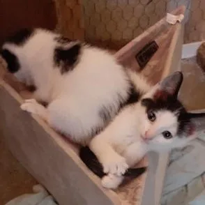 A baby medium-sized female Black & White / Tuxedo Domestic Short Hair cat named Dot Dot for adoption in Richmond, VA