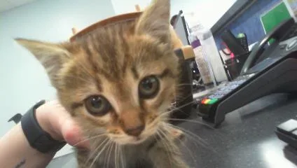 A baby small-sized female Domestic Short Hair cat named Daffodil for adoption in Charlotte, NC