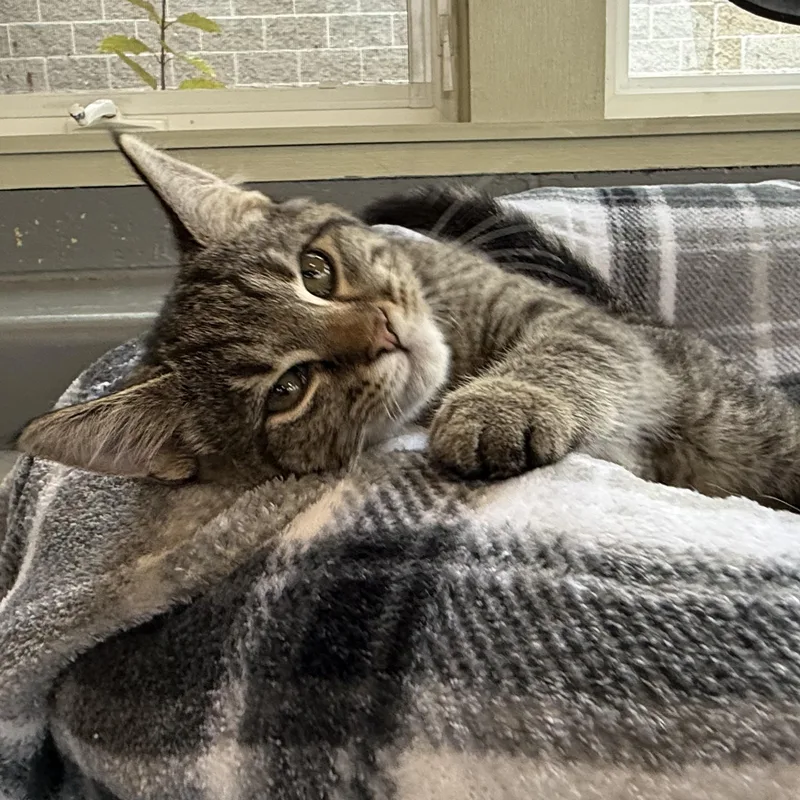 Cheetara thumbnail 2