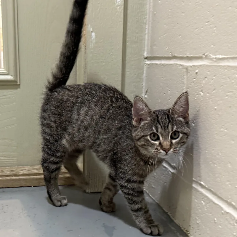 Cheetara thumbnail 3