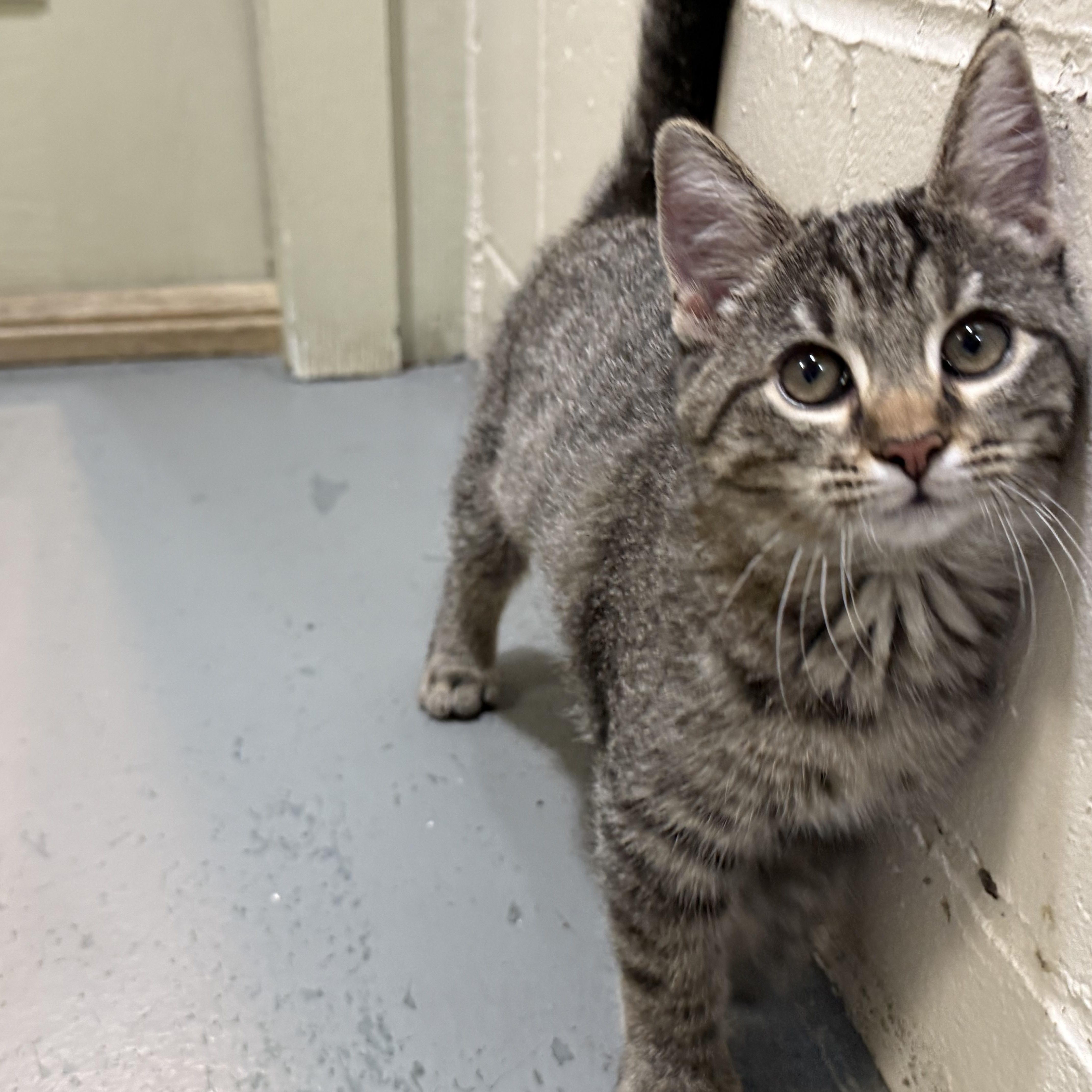 Cheetara thumbnail 4