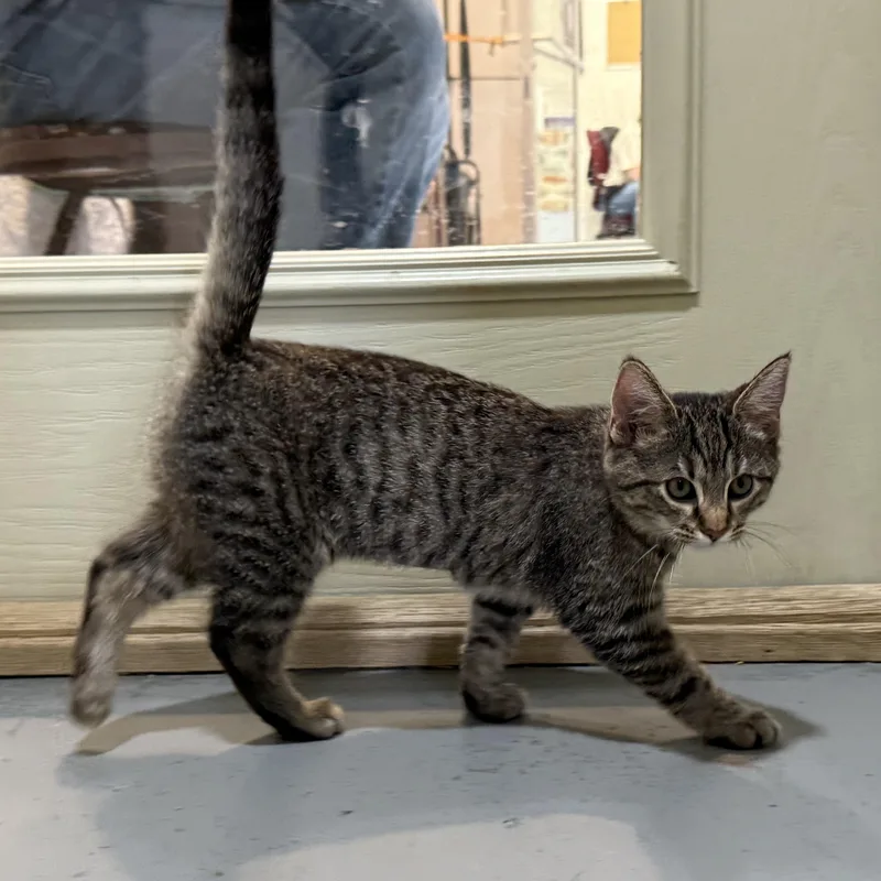 Cheetara thumbnail 5