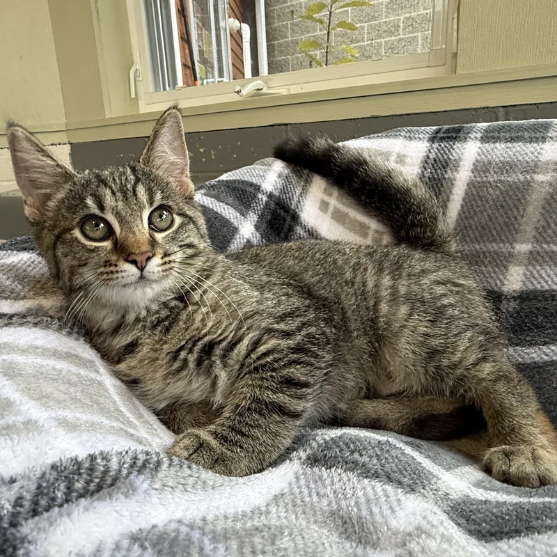 Cheetara thumbnail 6