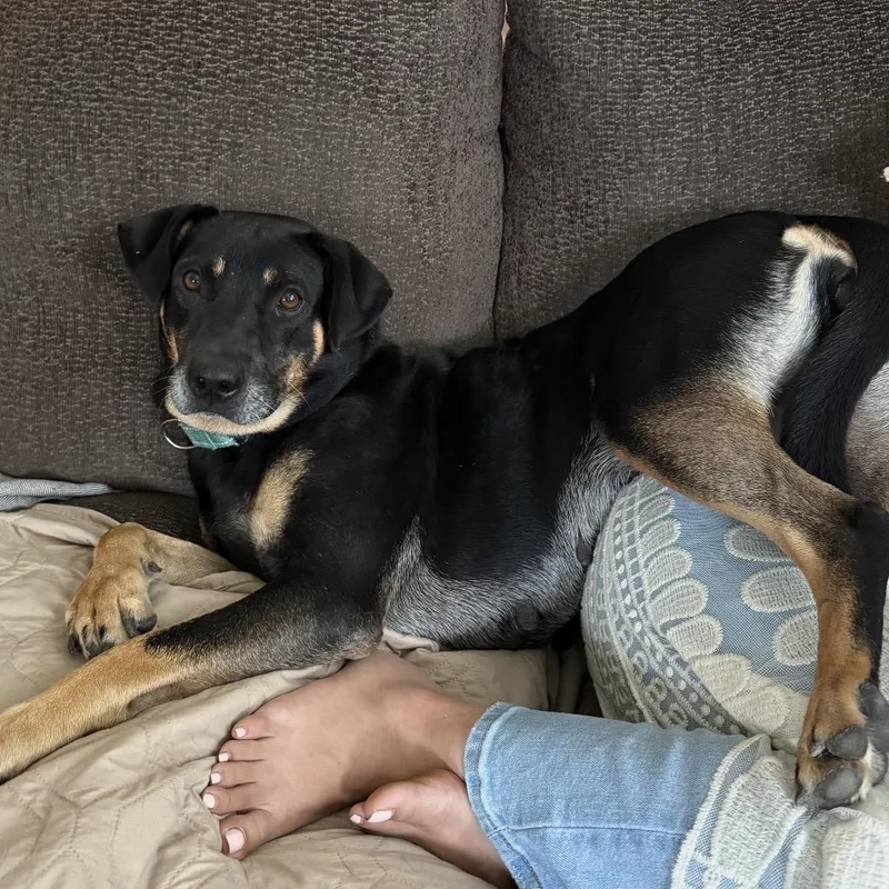 An adult medium-sized female Bicolor Shepherd dog named Amelia for adoption in Calabash, NC