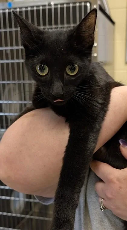 An adult medium-sized female Domestic Short Hair cat named Maraschino for adoption in Independence, MO