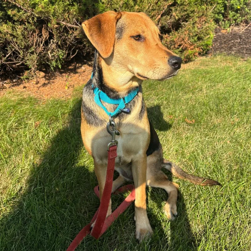 A young medium-sized female Black Mixed Breed dog named Ruby for adoption in Waukesha, WI