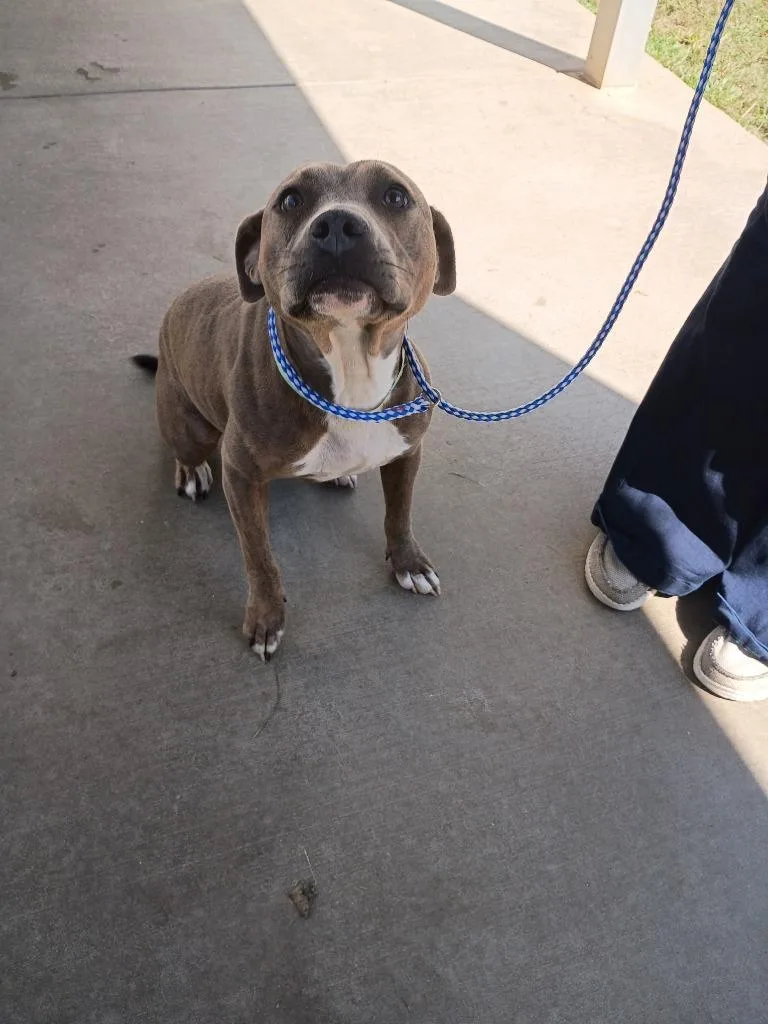 A young medium-sized female American Staffordshire Terrier dog named Mallory for adoption in Albany, GA