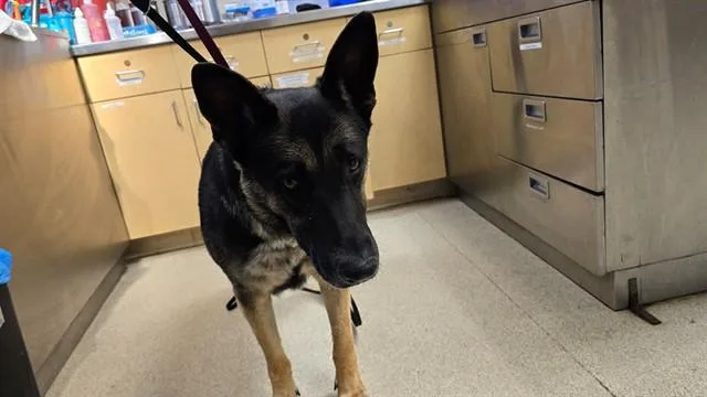 An adult large-sized female German Shepherd Dog dog named Sadie for adoption in Riverside, CA