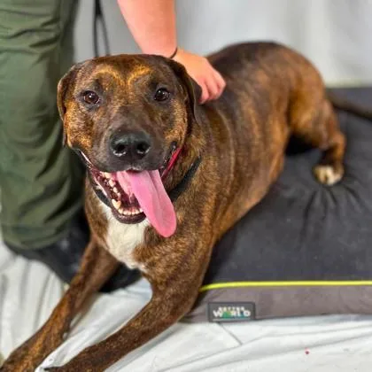 An adult large-sized female Terrier dog named Truffle for adoption in Gastonia, NC