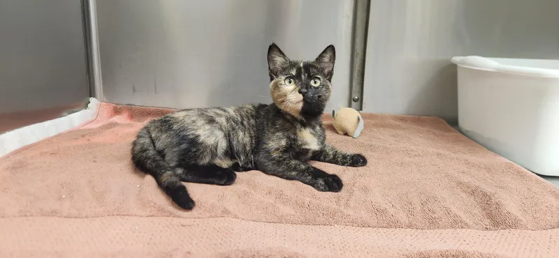 Minerva =^.^= thumbnail 2