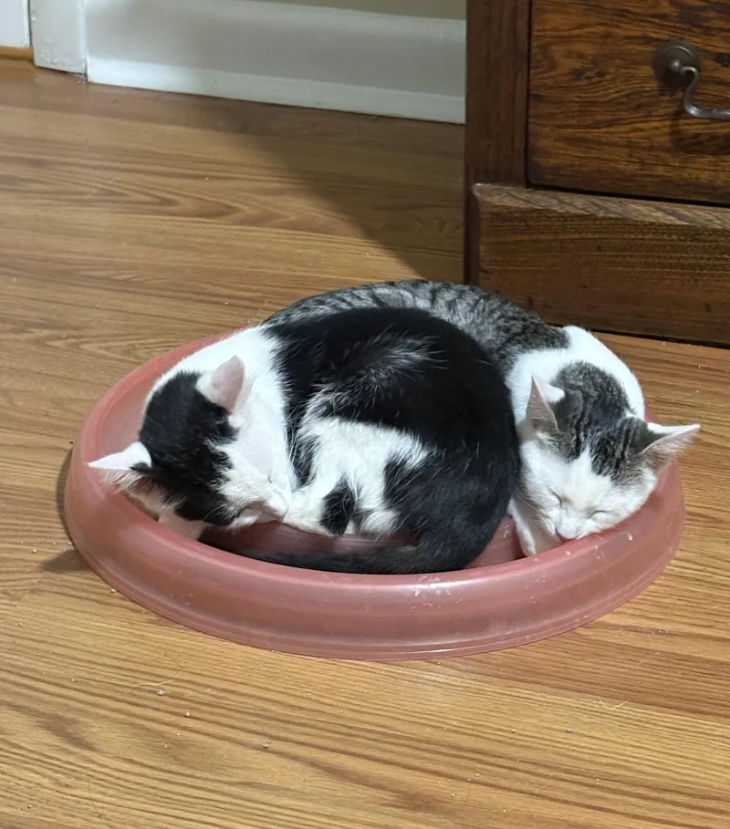 A baby medium-sized female Domestic Short Hair cat named Emma for adoption in Nashville, TN