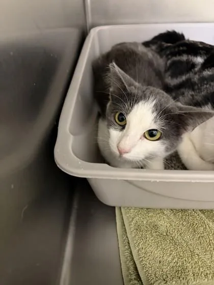 A young small-sized female Domestic Short Hair cat named Tawnie for adoption in Conway, AR