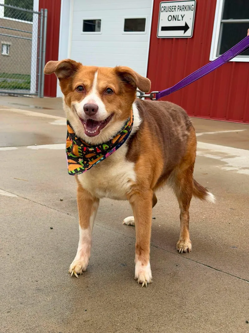 A senior large-sized female Yellow / Tan / Blond / Fawn Labrador Retriever dog named Mae for adoption in Zanesville, OH