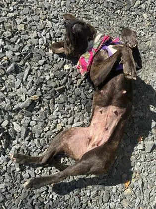 Amy