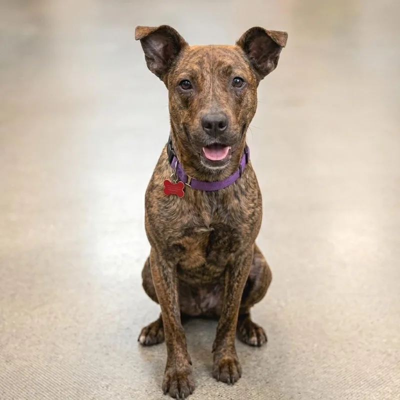 A young medium-sized female Brindle Mixed Breed dog named Coconut for adoption in Wheeling, IL