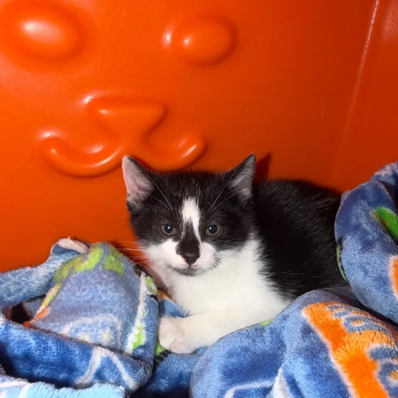 A baby small-sized male Black Domestic Short Hair cat named Andies for adoption in Waukesha, WI