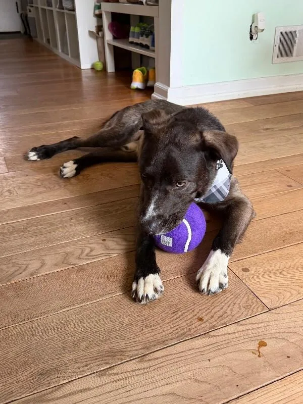 An adult large-sized male Mixed Breed dog named Ranger for adoption in Cincinnati, OH