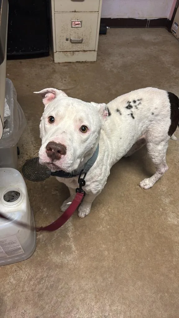 An adult large-sized male Pit Bull Terrier dog named Courage for adoption in New Braunfels, TX