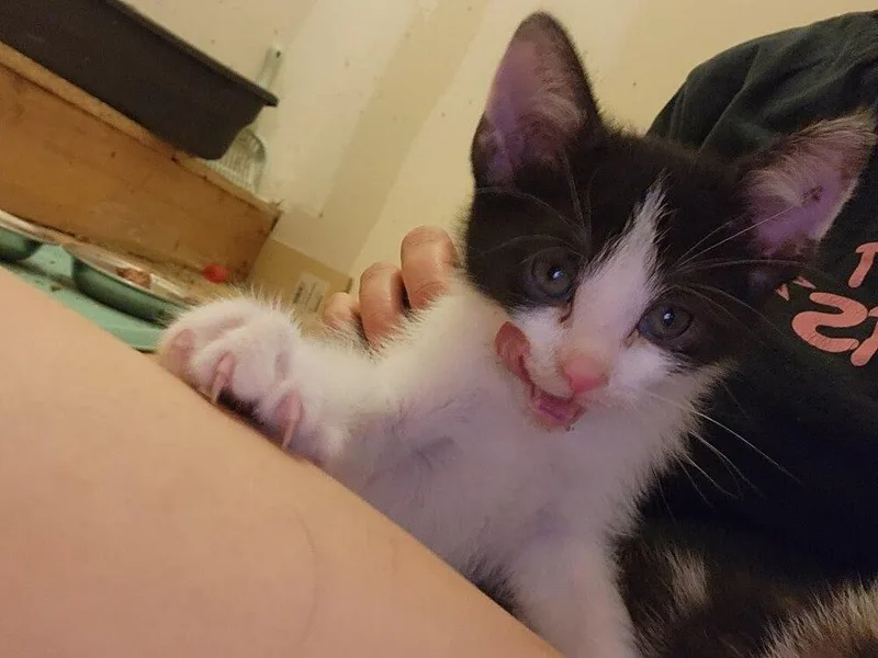 A baby small-sized male Domestic Short Hair cat named Breeze G. for adoption in Peoria, IL