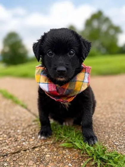 A baby large-sized male Flat-Coated Retriever dog named Pebbles for adoption in Morton Grove, IL