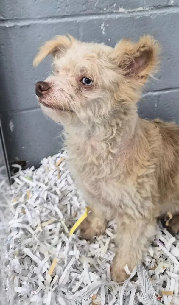 An adult medium-sized female Mixed Breed dog named Marge for adoption in Danielsville, GA
