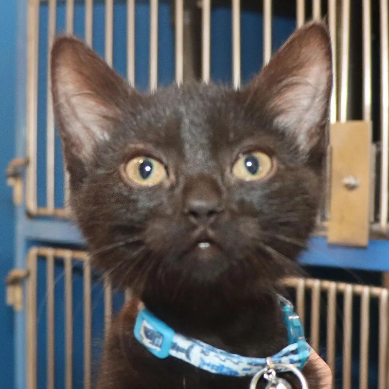A baby small-sized male Domestic Short Hair cat named Ash for adoption in Port Washington, NY