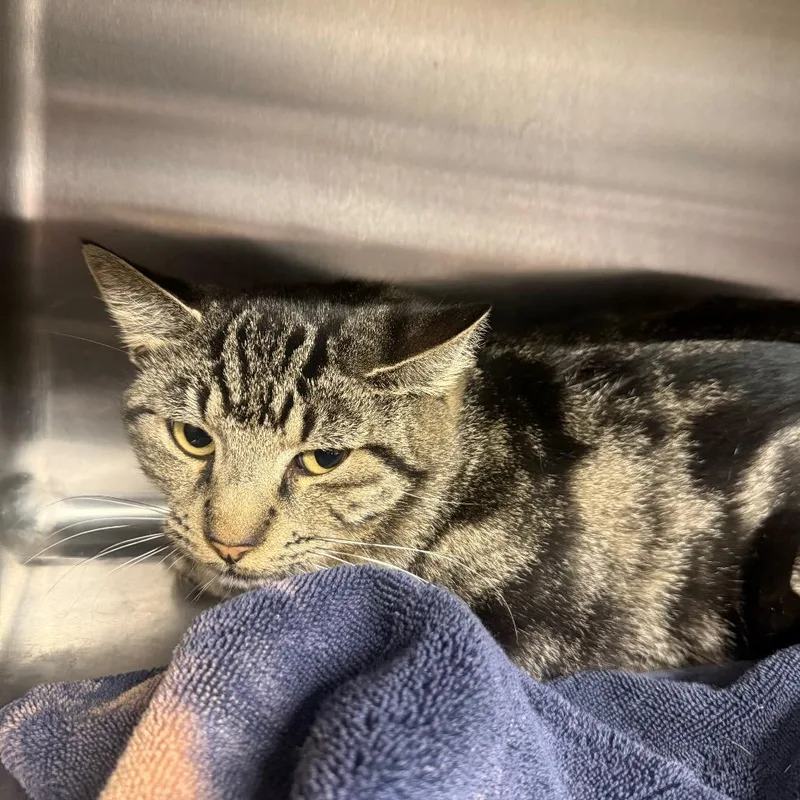 An adult medium-sized male Domestic Short Hair cat named Zues for adoption in Pauls Valley, OK