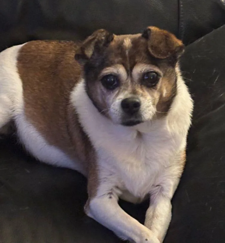 A senior small-sized female Bicolor Chihuahua dog named Moakie for adoption in Westbrook, ME