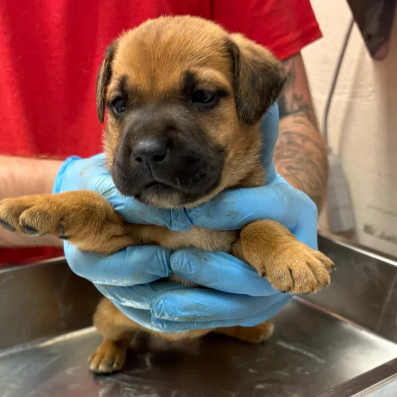 A baby small-sized female Red / Chestnut / Orange Terrier dog named Talia for adoption in Birmingham, AL