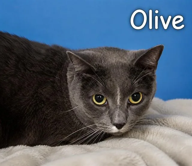 An adult small-sized female Domestic Short Hair cat named Olive for adoption in Westminster, MD