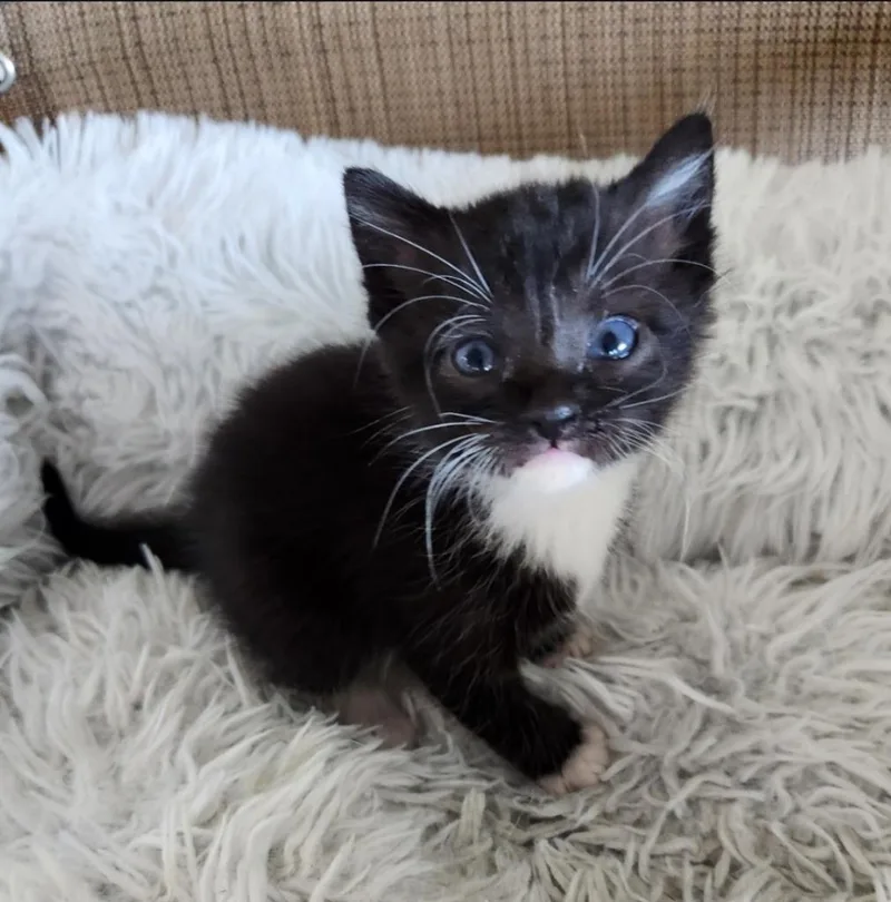 A baby small-sized male Domestic Short Hair cat named Henley for adoption in San Jacinto, CA