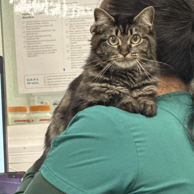 An adult small-sized female Domestic Medium Hair cat named Coraline for adoption in Proctorville, OH