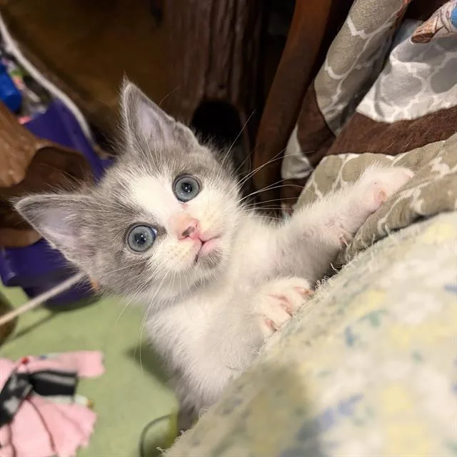 A baby small-sized male Domestic Short Hair cat named Tommy for adoption in Camarillo, CA