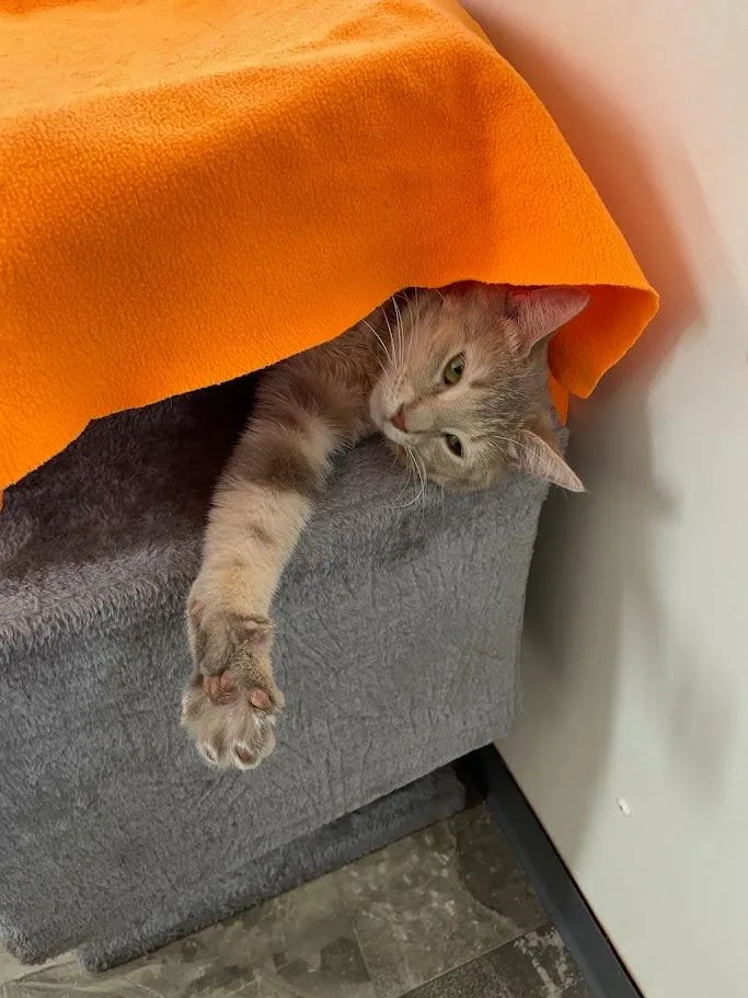 A young small-sized female Domestic Short Hair cat named Dusty Rose for adoption in Bourbonnais, IL