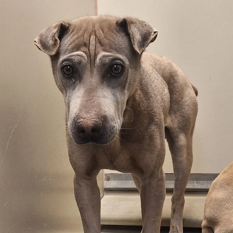 A young medium-sized male Gray / Blue / Silver Shar-Pei dog named Marmoset for adoption in Flagstaff, AZ