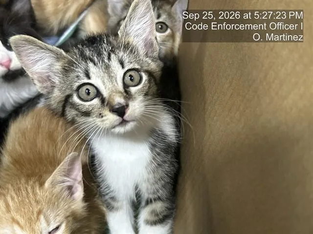 A baby small-sized male Domestic Medium Hair cat named A for adoption in Naples, FL
